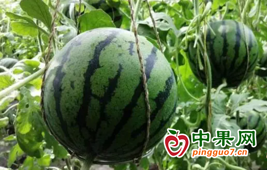 西瓜