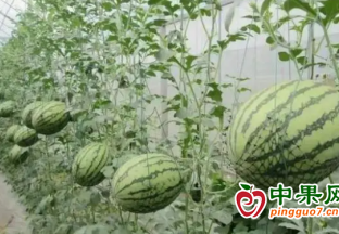 首批“嘉定双鲜”小西瓜预计5月初上市 ()