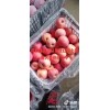 陕西红富士苹果批发，红富士苹果基地价格