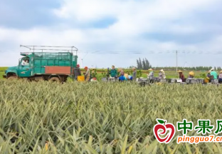 全国每3个菠萝就有1个是“广东味” ()