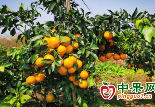 城步：发展特色水果种植 踏上致富好“钱”景 ()