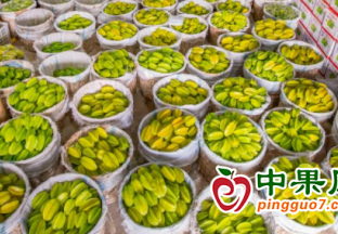 漳州：“春季水果大片”缤纷上演 ()