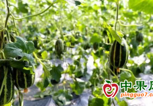 山东齐河：甜瓜飘香 种出“甜蜜生活” ()