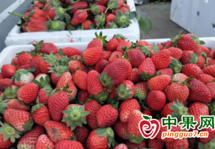 正宁县举办“草莓节”活动 ()