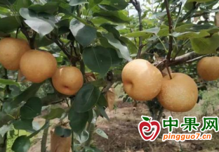 广西罗城发展水果产业助农增收 ()