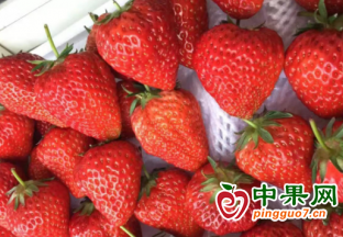 应季水果陆续上市 草莓价格快速回落 ()