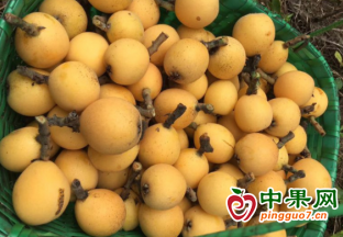 同安白枇杷抢鲜上市 ()