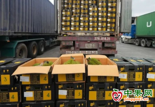 河口口岸入境泰国水果实现“零突破” ()