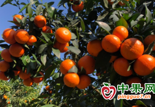 南涧：沃柑采摘正当时 ()