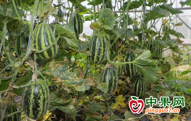 图片2