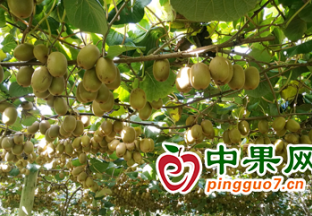 上海口岸进境水果实现24小时全天候监卸入库 ()