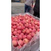 优质红富士苹果产地大量供应