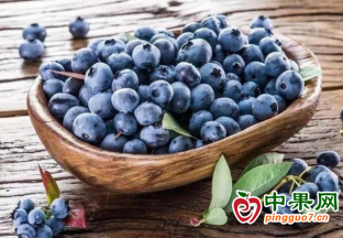 国产蓝莓大量上市 价格日渐“亲民” ()