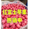 红富士苹果 出口贸易 市场批发