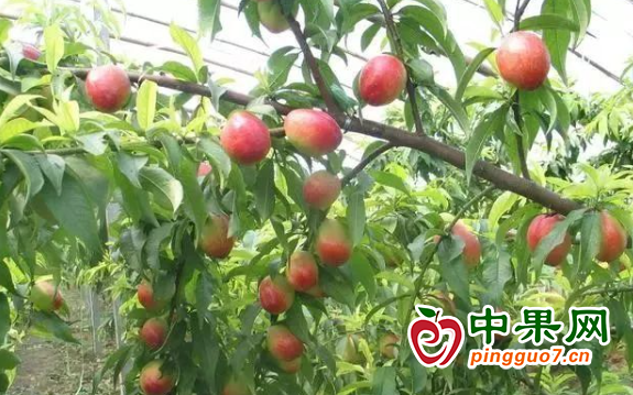 图片1