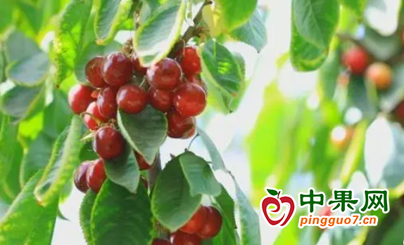 图片1