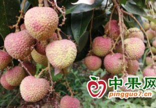 浦北县荔枝将集中上市 ()