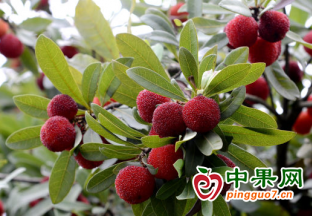 武鸣区：杨梅陆续成熟 果实挂满枝头 ()