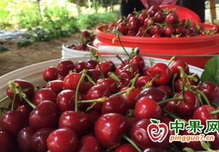 山东露天大樱桃集中上市 ()