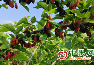 界首王集镇：桑葚挂满枝 采摘正当时 ()