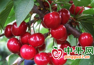 国产大樱桃价格开始大降 ()
