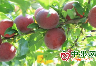 元谋县新华乡夏季水果竞相上市 ()