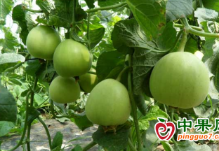 濰坊水果“國際朋友圈”持續擴容 ()
