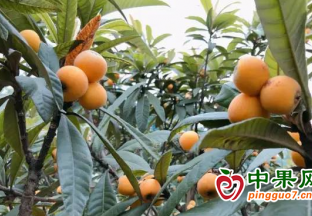 竹山縣：枇杷豐收 村民笑開顏 ()