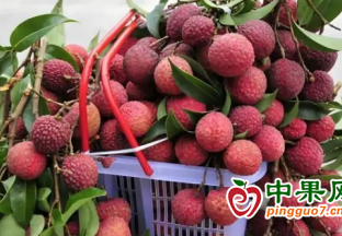 靈山荔枝“搭”高鐵，“搶鮮”上市 ()