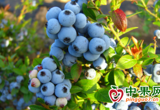 撫州東鄉：大力發展藍莓特色產業 ()