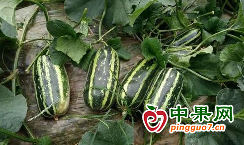 图片1