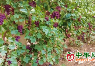 新疆阿瓦提縣：紅提葡萄喜獲豐收 助農甜蜜增收 ()