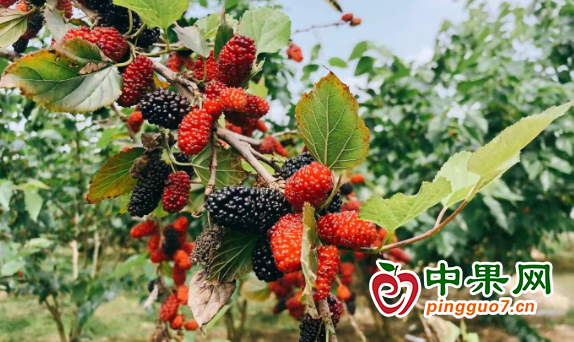 图片1