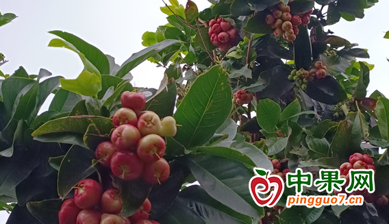 图片1