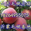 18264955075山东万亩水蜜桃大量上市