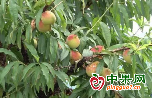图片3