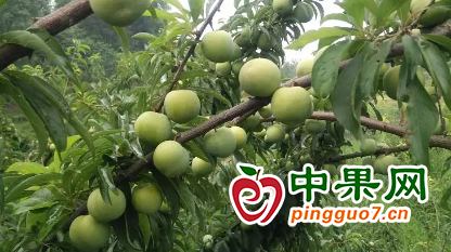 图片1