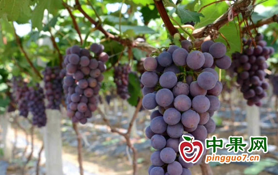 图片4