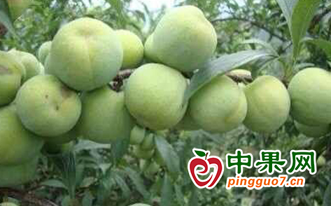图片1