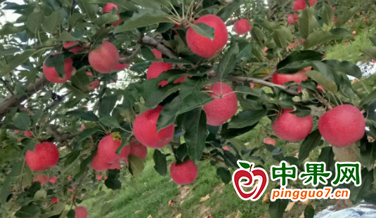 图片1