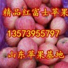 13573955797山东日照苹果种植