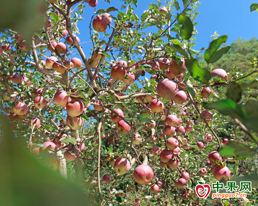 苹果78