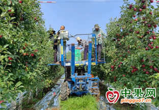 苹果成为陕西千阳县经济发…