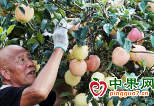 苹果挂枝头 果农迎丰收