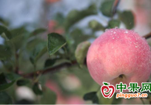 山西吉县：“秦脆”苹果抢…