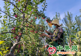 甜蜜来袭 延怀河谷葡萄同台…