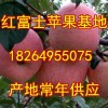 18264955075山东红富士苹果批发基地