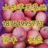 18764995773沂蒙山区红富士苹果大量上市