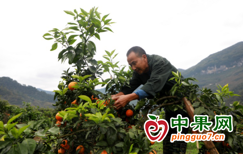 重庆柑橘迎丰收 产量翻倍促增收 ()