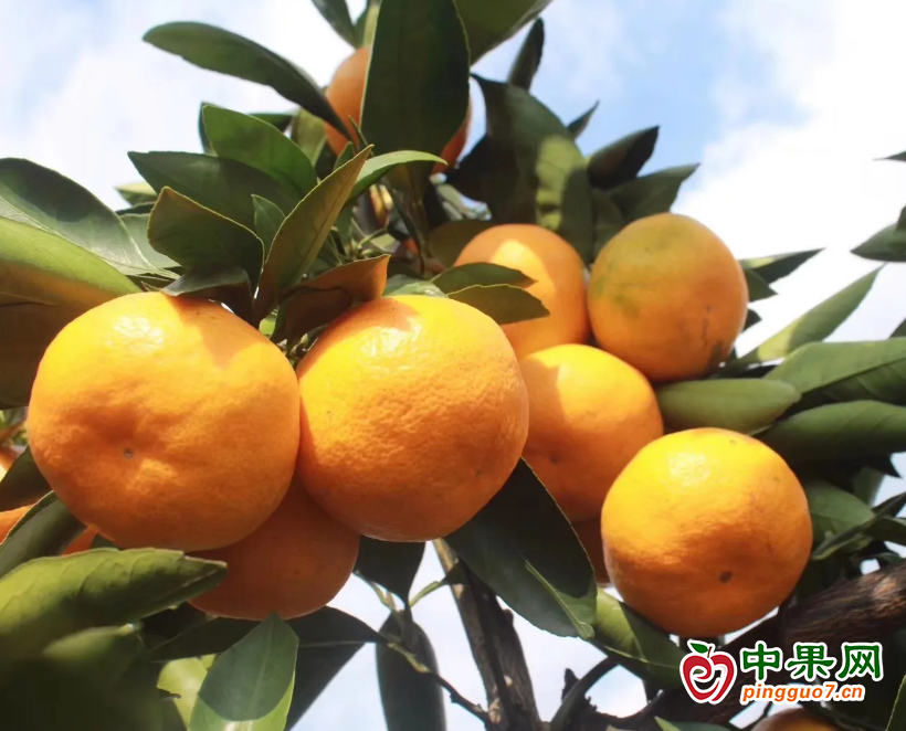 湖南常德市解决柑橘产业发展难题 ()